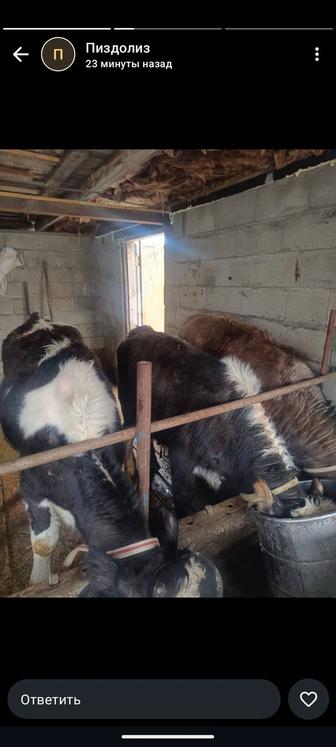 Бычки и телята