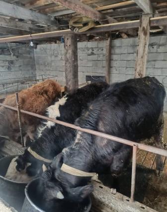 Бычки и телята