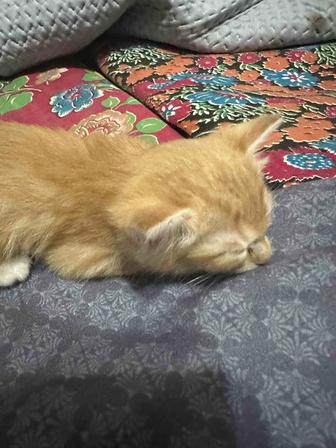 котенок