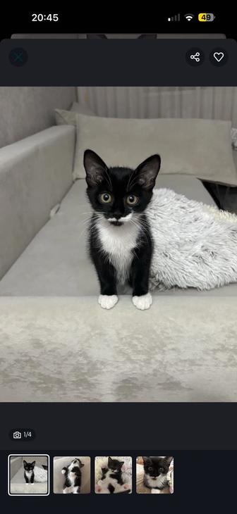 Отдам кота в добрые ручки , к лотку приучен