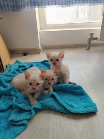 Котята снежные бенгалы