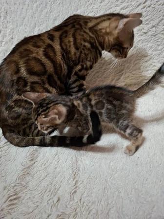 Бенгальские котята