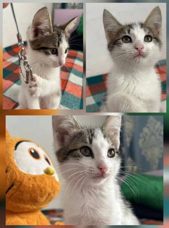 Отдам котенка в заботливые руки.