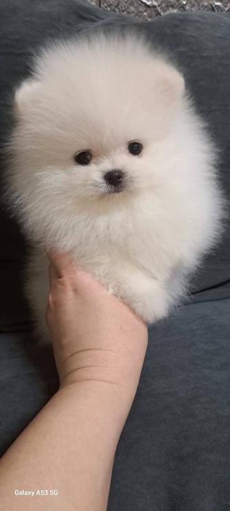 Шпицы мальчики