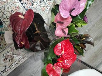 Антуриум (мужское счастье)