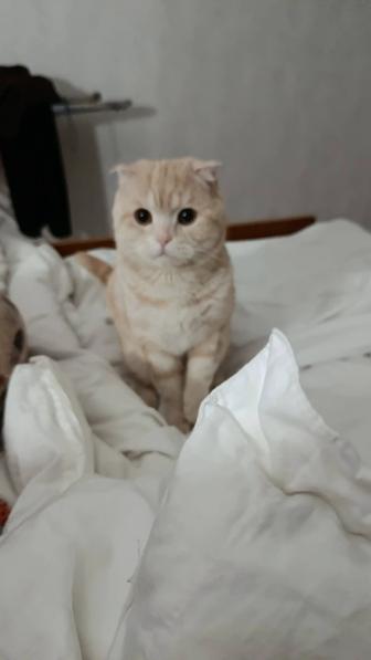 Продам кота