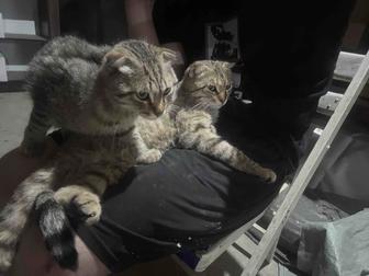 Веслоухий кот