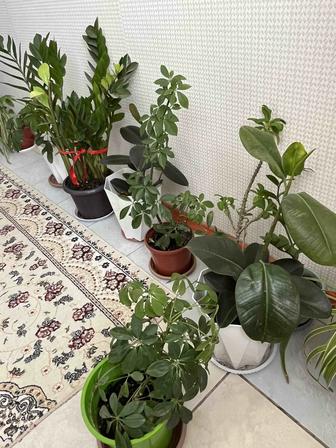 комнатные цветы