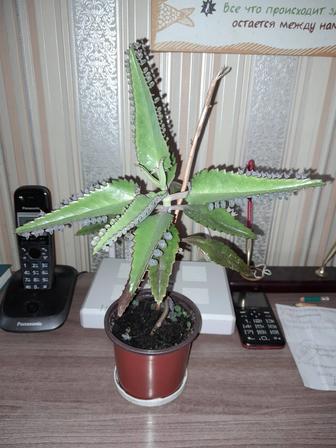Каланхоэ лечебный продам