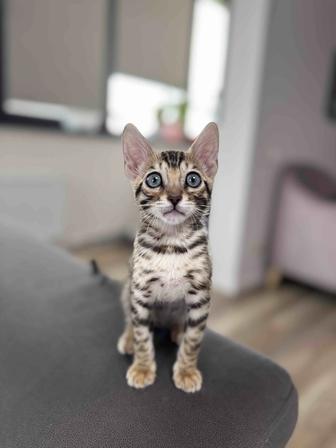 Бенгальский котенок с особенностью