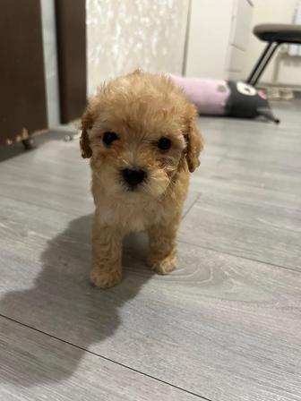 Продам мини щенков мальтипу