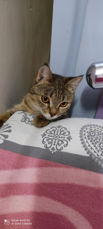 Отдам в хорошие ,ответственные руки милую кошечку