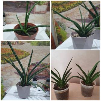 Комнатные цветы