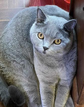 Отдам кота в добрые руки
