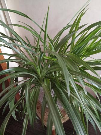 Хлорофитум