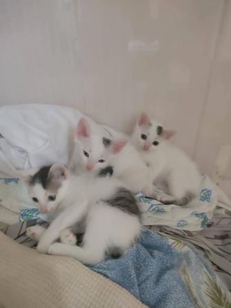 Отдам котят