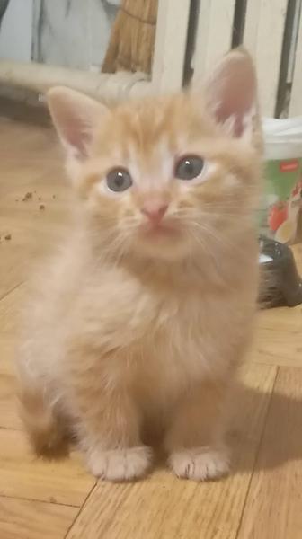 Отдам котят в хорошие руки