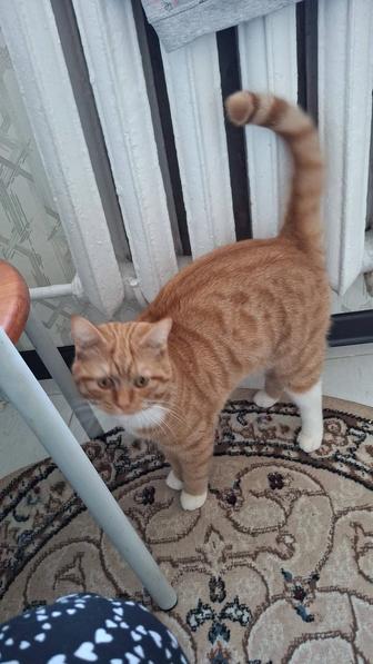 Отдам в добрые руки кошку