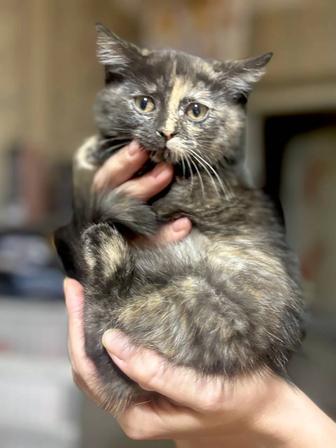 Котята в дар