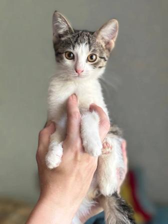 Спасенные котята, ищут дом