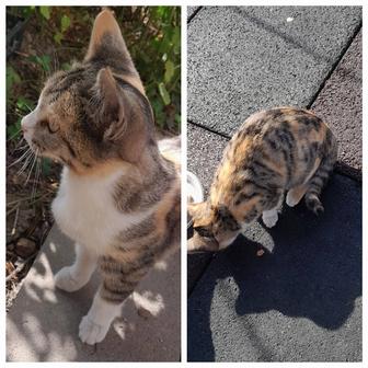 ищет дом кошка трехцветка