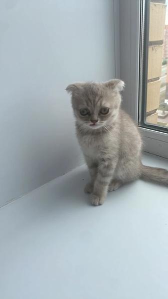 Котенок