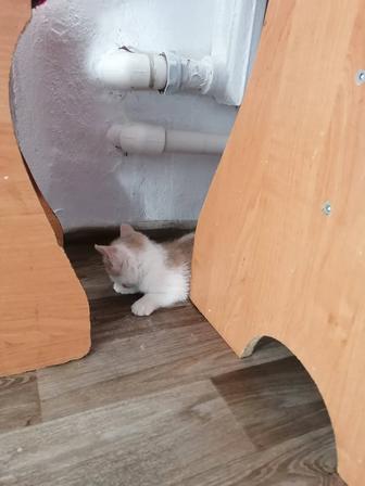 Отдам котенка. Мальчик
