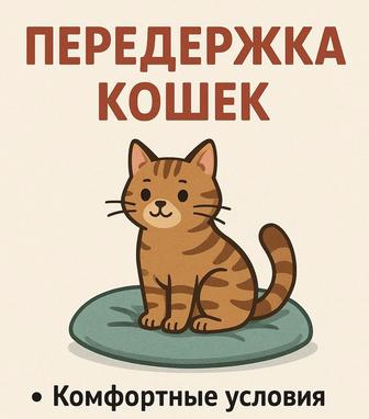 Передержка кошек