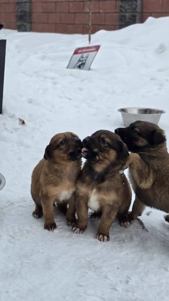 Щенки в добрые руки