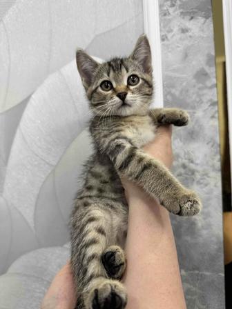 Отдам котят в хорошие руки