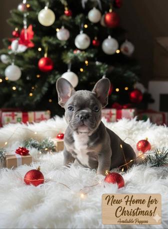 Шикарные французские бульдожки с цветной генетикой