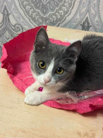 Котенок, котик, кошка, кот, киса
