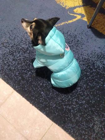 Комбинезон для собаки