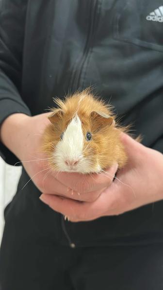 На продажу есть 2 малыша морской свинки