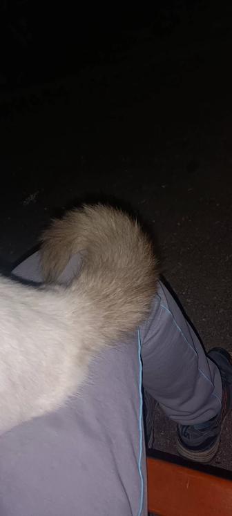 Нашлась кошка