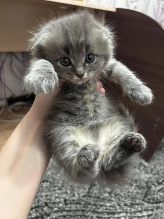 Продам породистых котят