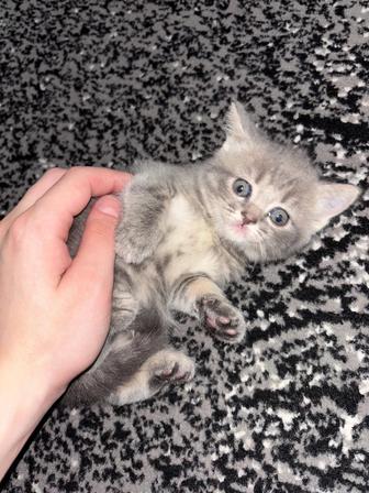 Бесплатно породистых котят