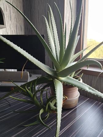 Алоэ Вера, цветы комнатные