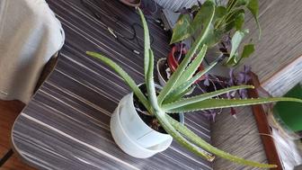 Алоэ Вера, цветы комнатные