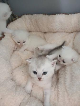 Британцы котята