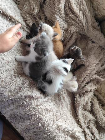 Отдам котят