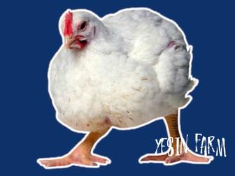 Арбор Айкресс инкубационные яйца бройлерные куры для фермы