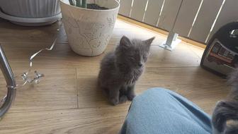 Животные Котята