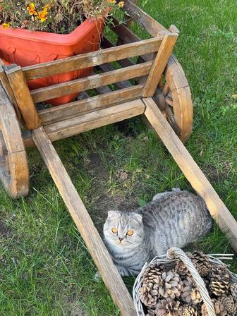 Чистокровные Британские котята