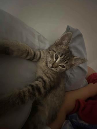 Кошка