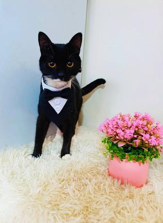 Кот котенок котик