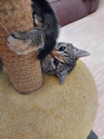 Котенок