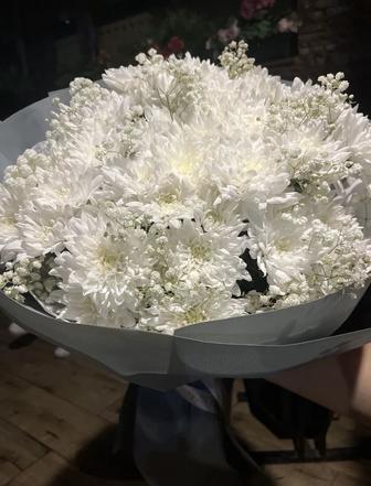Хризантема покупались сегодня
