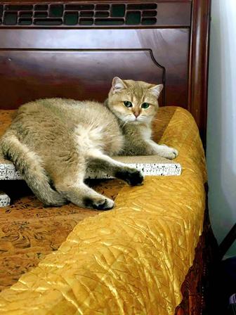 Британская красотка золотистая шиншилла