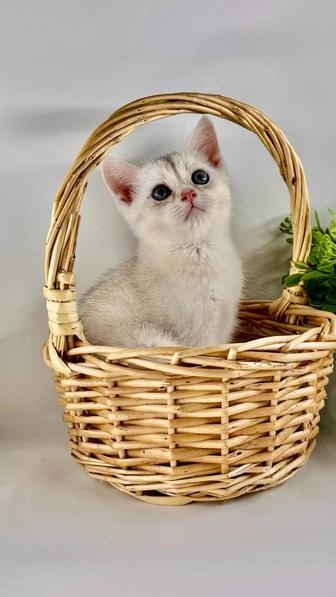 Британские шиншиллы серебро